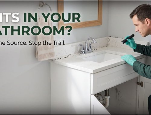 Ants in the Bathroom: Causes, Removal & Prevention