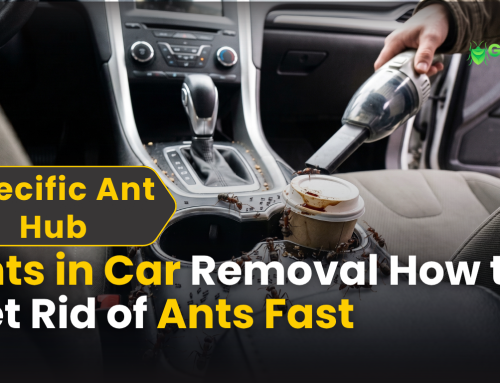Ants in the Car: How to Remove & Prevent Infestations