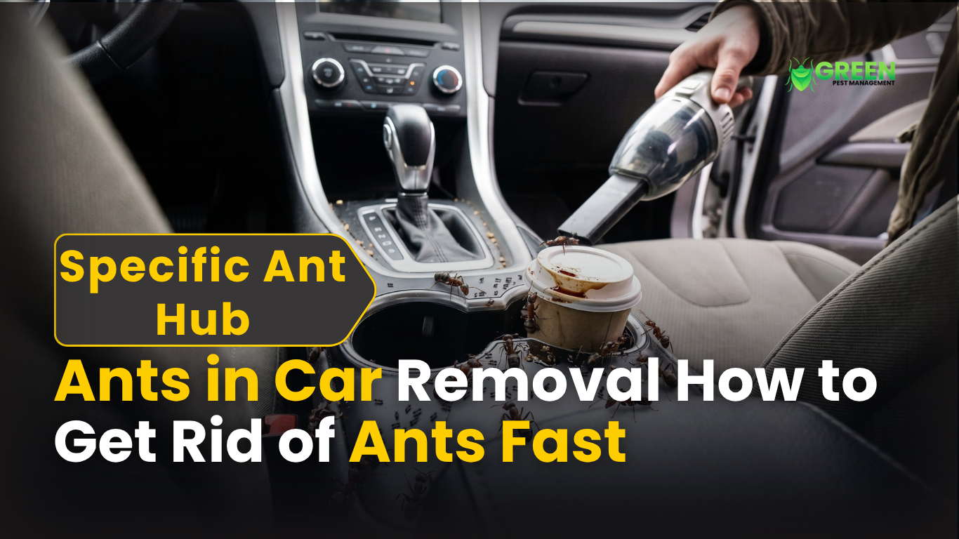Ants in Car Removal: How to Get Rid of Ants Fast
