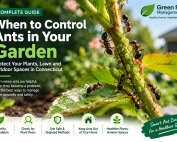 How do IPM programs work? 2 Ants in Garden Control Protect Plants & Lawn in CT 2027