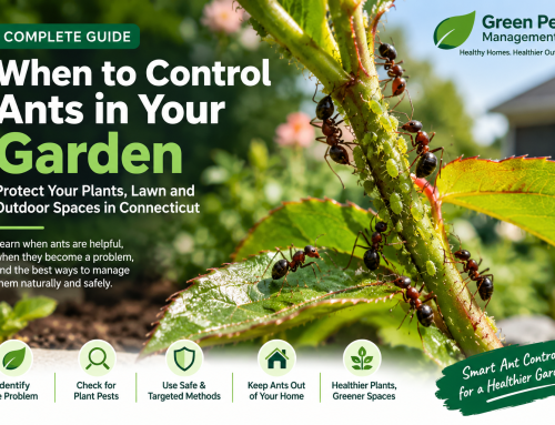 Ants in Garden Control Protect Plants & Lawn in CT 2027