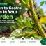 Ants in Garden Control Protect Plants & Lawn in CT 2027 77 Ants in Garden Control Protect Plants & Lawn in CT 2027