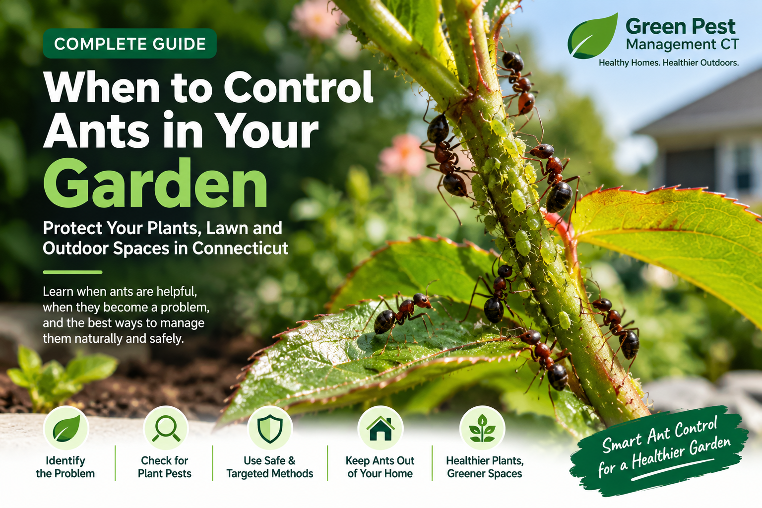 Ants in Garden Control Protect Plants & Lawn in CT 2027