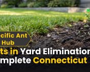 What Is Green Pest Control 2 Ants in Yard Elimination: Complete Connecticut Guide