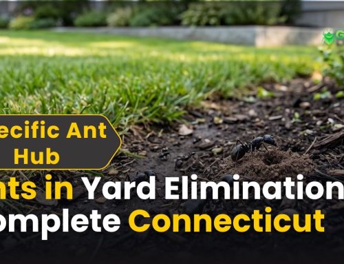Ants in the Yard: Complete Outdoor Elimination Guide