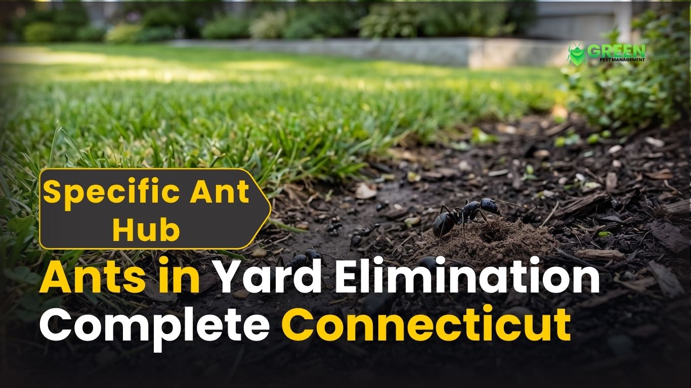 Ants in Yard Elimination: Complete Connecticut Guide