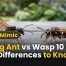 Flying Ant vs Wasp 10 Best Key Differences to Know