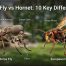 Horse Fly vs Hornet: 10 Key Differences to Know