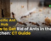 Good Lawn Maintenance with Pest Control 3 How to Get Rid of Ants in the Kitchen CT Guide