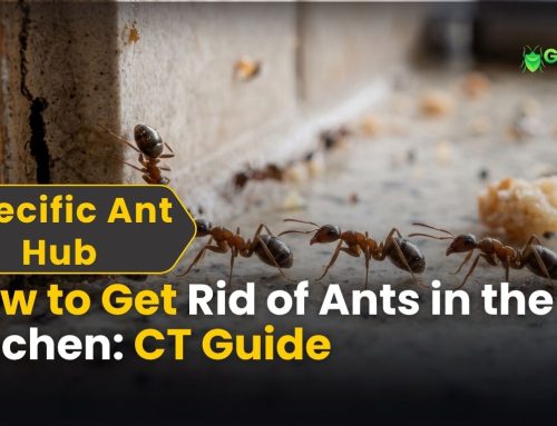 How to Get Rid of Ants in the Kitchen: Complete Guide