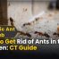 How to Get Rid of Ants in the Kitchen: Complete Guide 2 How to Get Rid of Ants in the Kitchen CT Guide