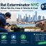 Rat Exterminator NYC Process, Services & Expert Tips